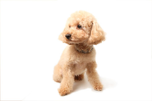 販売中のティーカッププードルの親犬